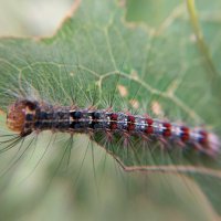 Гусеница непарного шелкопряда :: Любовь Сахарова