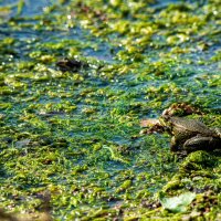На болоте :: Петр На болоте :: Петр