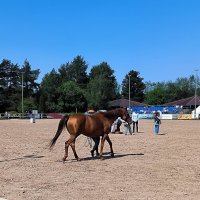 Золото Россиии - донская и буденновская породы. :: Ольга 