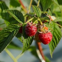 О малине :: Юрий. Шмаков