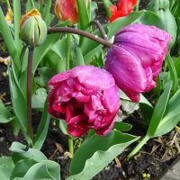 Тюльпаны :: PRP 