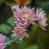 Веточка  хризантемы :: Валентин Семчишин