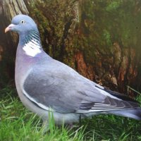 Вот такой гость прилетел :: Людмила Смородинская