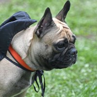 Москва. Парад французских бульдогов в усадьбе «Воронцово». :: Наташа *****