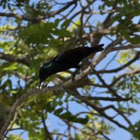 Нектарница :: Конрад Карлович Михельсон