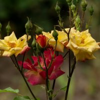 Розы :: Игорь Сикорский