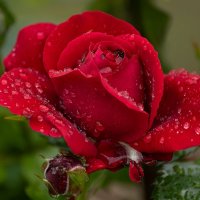 Роза :: Игорь Сикорский