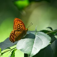 Пока  листья  зелёные :: Геннадий Супрун