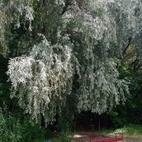 *** :: Валентина Береснева