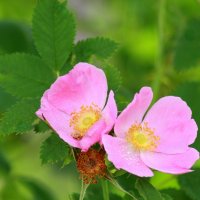 Нежный шиповник... :: Нэля Лысенко