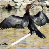 Баклан  сушит крылья. :: Николай Волков