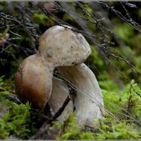 Навсегда вместе.... :: Aleksandr Gal Навсегда вместе.... :: Aleksandr Gal