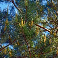 Сосна :: Oleg4618 Шутченко