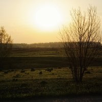 Норки на восходе :: Джованни Луче