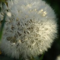 ... :: Елена Пономарева ... :: Елена Пономарева