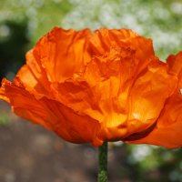 Пламенеющий :: Наталия Григорьева