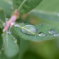 Капля дождя :: Александр Синдерёв