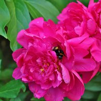 Ох, и вкусный же пион! :: Светлана 