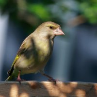 Зеленушка :: Andrey Bragin 