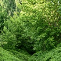 Тропа через овраг :: Леонид Иванчук