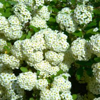 Цветущий кустарник :: Танзиля Завьялова