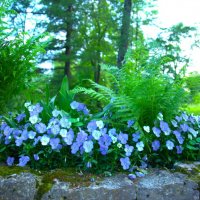 Анютины глазки :: Танзиля Завьялова