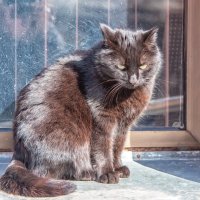 Вася :: Игорь Волков