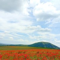 гора Юца и маки :: Екатерина Филипенко