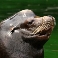 Сивуч в профиль :: Юрий. Шмаков Сивуч в профиль :: Юрий. Шмаков