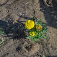 Бархатцы :: Анатолий Чикчирный