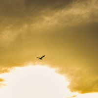 ...и нигде не встречает преград :: Осень 