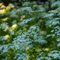 Зелено-белое с оттенками :: Магомед . Зелено-белое с оттенками :: Магомед .