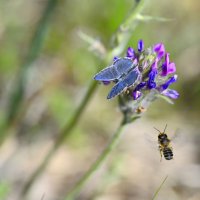 Лето - это маленькая жизнь :: Ольга 