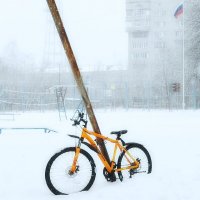 Заждался " конь"... :: Владимир Шошин