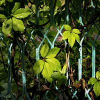 "Свет на калитке с девичьим виноградом"© :: Владимир Макаров "Свет на калитке с девичьим виноградом"© :: Владимир Макаров