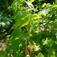 СМОРОДИНА ЛЕСНАЯ. :: Tata Wolf