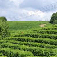 Чайные плантации-4 :: Александр Николаев