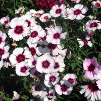 Гвоздика. :: Ирина ***