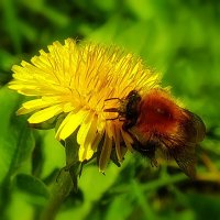 Сластёна... :: Владимир Шошин Сластёна... :: Владимир Шошин