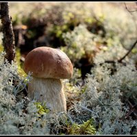 Боровик летний :: Aleksandr Gal Боровик летний :: Aleksandr Gal