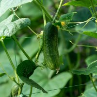 Огурцы в моем огороде :: Игорь Сикорский