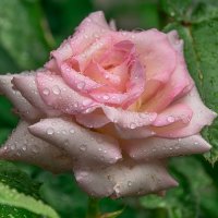 Роза :: Игорь Сикорский