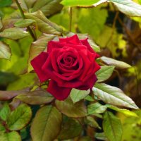 Наши цветы :: Валентин Семчишин