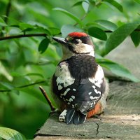 Слеток БПД :: Лина 