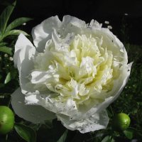 Ароматный красавчик :: Людмила Смородинская Ароматный красавчик :: Людмила Смородинская