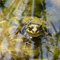 Глазастое чудо из озера :: Татьяна Смоляниченко Глазастое чудо из озера :: Татьяна Смоляниченко