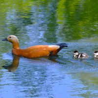 Дружное семейство ... :: Константин Анисимов