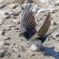 ласточка :: юрий макаров