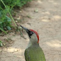 Зелёный я, зелёный!!! :: Александр Кондаков