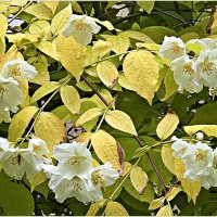 Жасмин с жёлтыми листьями. :: Валерия Комова